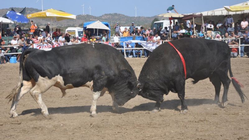 Muğla'da boğa güreşleri yapıldı, hayvanseverler tepki gösterdi