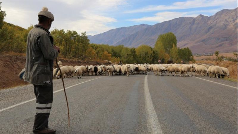 Tunceli'de besicilerin zorlu dönüş yolculuğu başladı