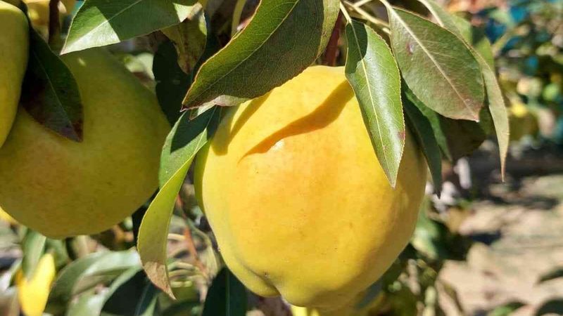 Çorum'da armut hasadı başladı