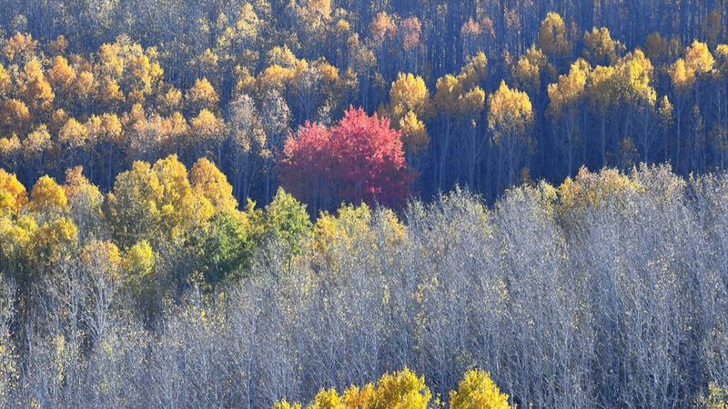 Sarıkamış ormanlarındaki sonbahar renkleri mest etti