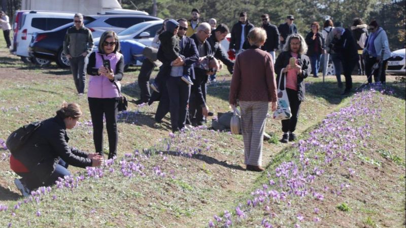 Karabük'te safran hasadına üç haftada 60 bin kişi geldi
