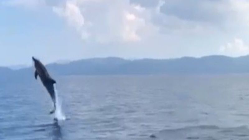 Muğla'da yunusların görsel şovu