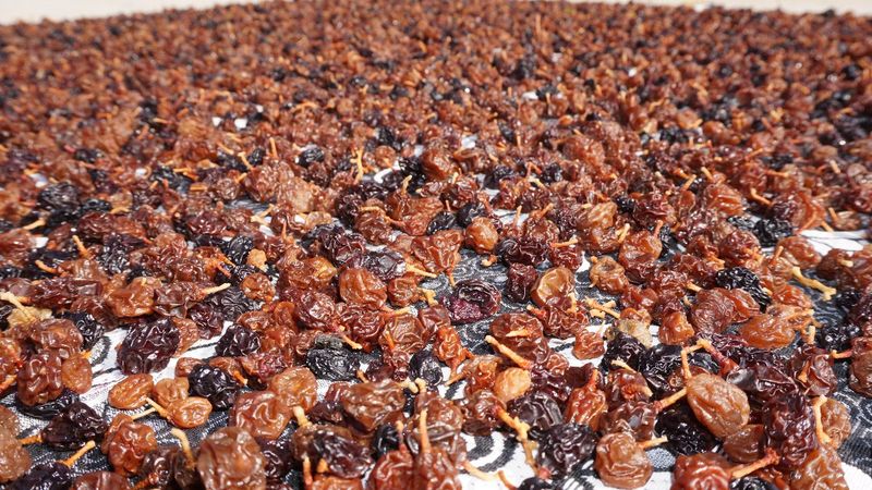 Şırnak’ta kış öncesi meyveler kurutulup, salçalar yapıldı