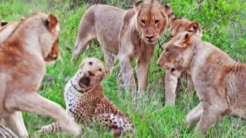 Yaşlı leoparın aslanlara av olduğu anlar kamerada