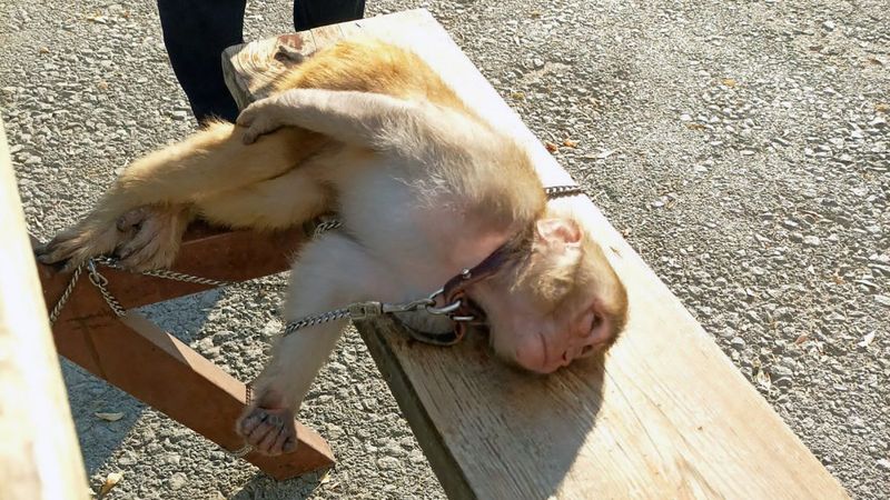 Adana'da makak maymunu piknik alanında görüldü