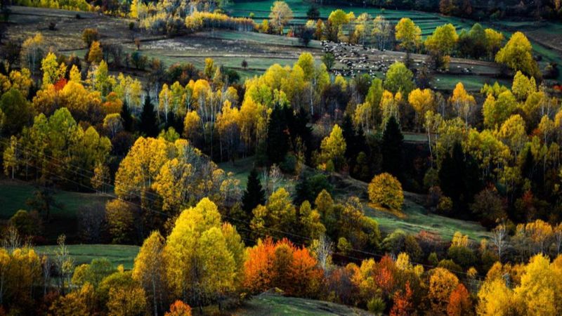 Artvin'de sonbahar renkleri görsel şölen sundu