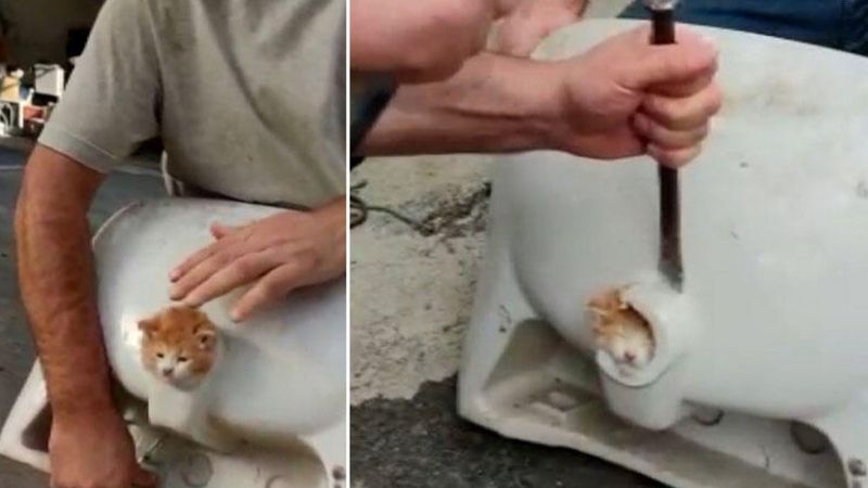 Fatih'te lavabo deliğine sıkışan kedi böyle kurtarıldı