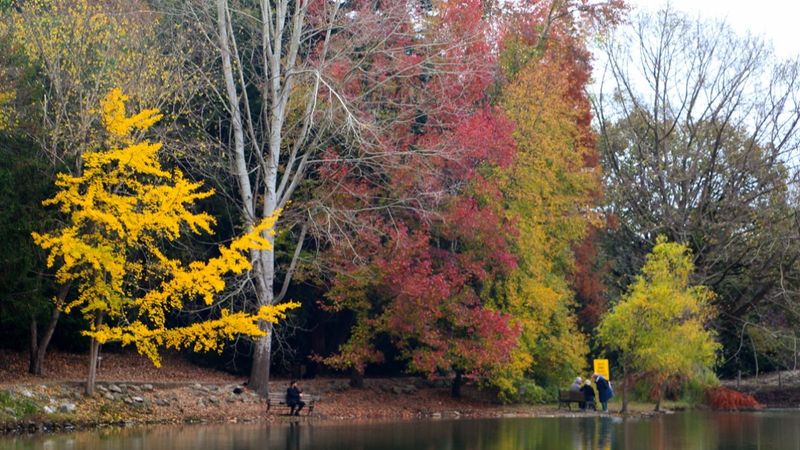 Atatürk Arboretumu sonbahar renklerine büründü