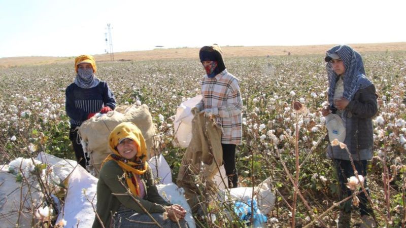 Cudi Dağı terörden temizlendi pamuk üretimi başladı
