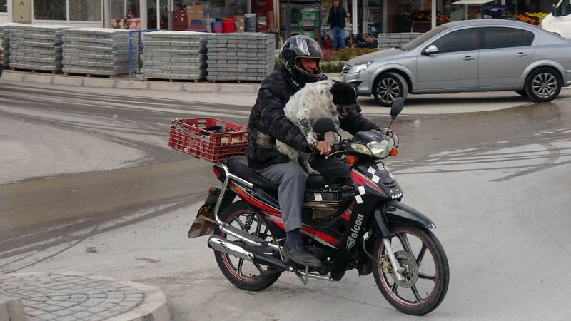 Yozgat'ta motosiklet tutkunu köpek görenleri hayrete düşürüyor