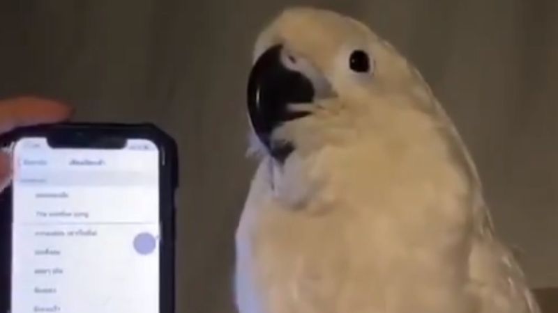 Papağanın telefonun zil sesinin ritmiğine göre dans ettiği anlar