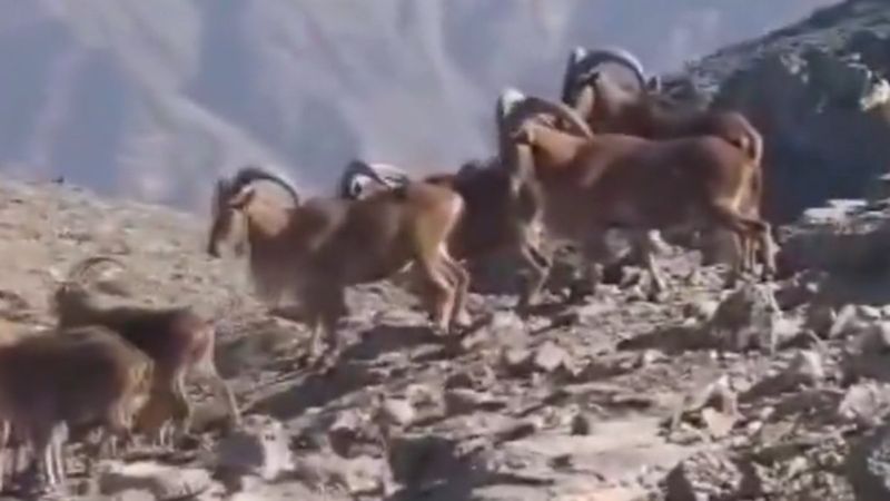 Terörden temizlenen Hakkari, dağ keçilerinin vazgeçilmezi oldu