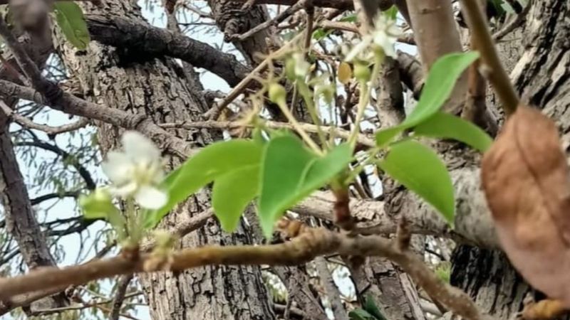 Muğla’da armut ağaçları kasımda çiçek açtı