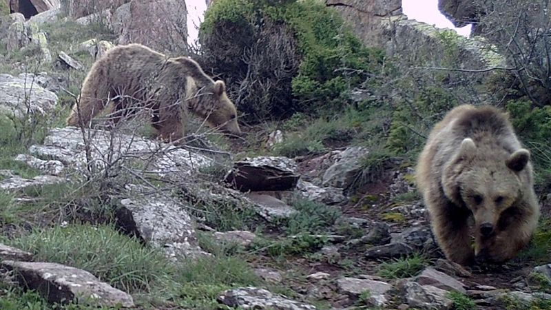 Sivas'taki yaban hayatından fotokapan görüntüleri