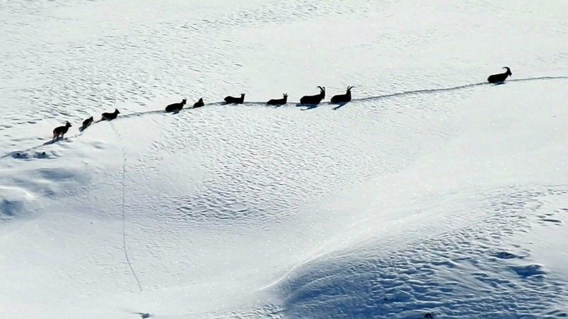 Munzur Dağlarında şamua sürüsünün zorlu göçü 