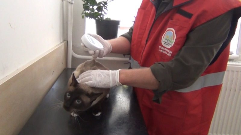 Çip taktırmayan hayvan sahipleri ceza alacak