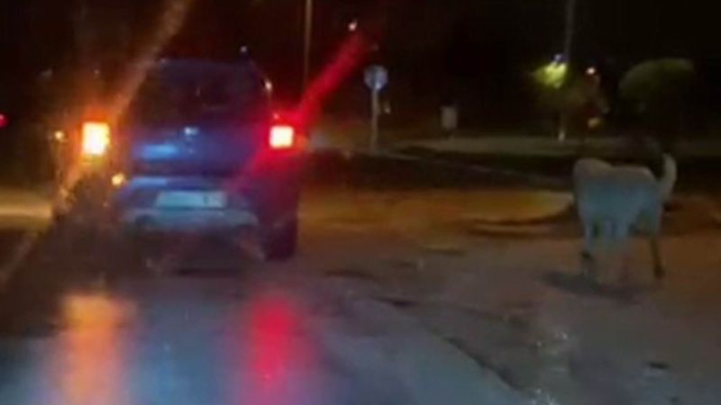 Elazığ'da köpeğe eziyet eden şahsa para cezası kesildi