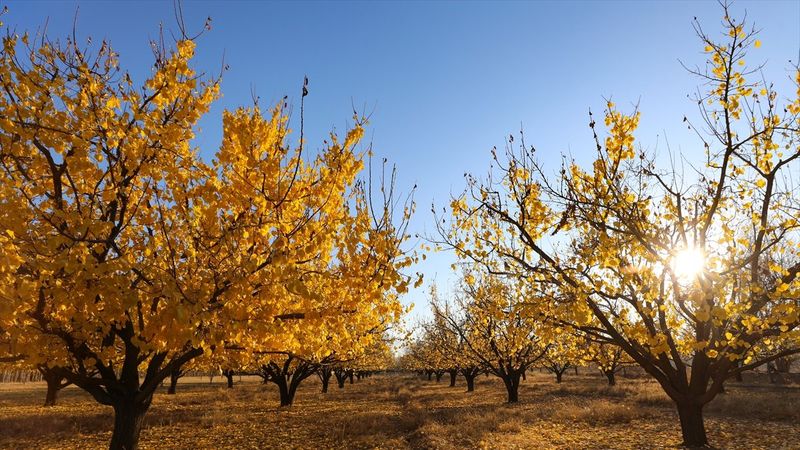 Iğdır'ın coğrafi işaretli kayısı bahçelerinde sonbahar