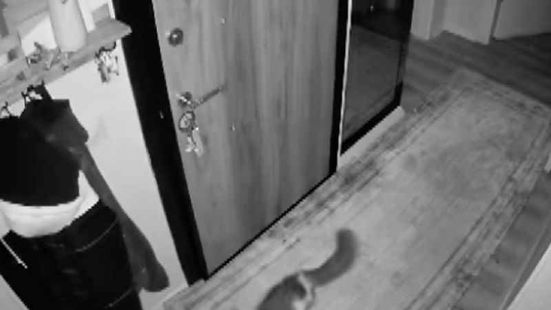 Deprem sırasında kedilerin kaçma anı