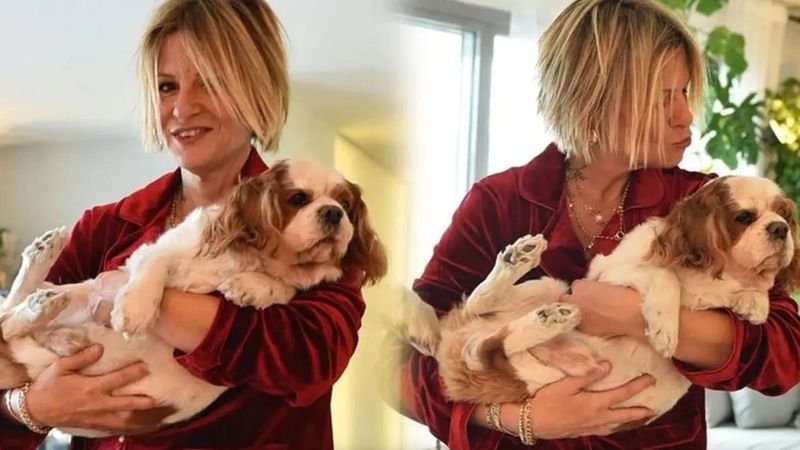 Ayşe Arman'ın köpeği başıboş pitbull saldırısına uğradı