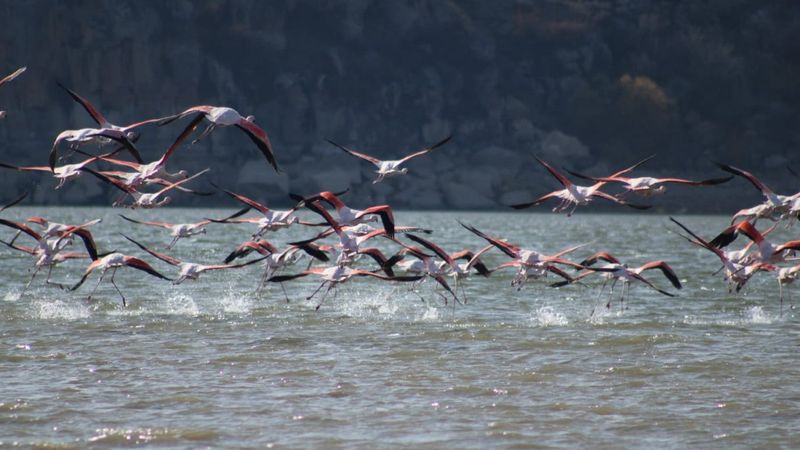 Tuz Gölü'nde su azaldı, flamingolar göç etti