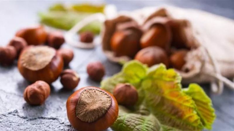 Sakın çöpe atmayın! Fındık kabuğunda öyle büyük bir sır var ki...