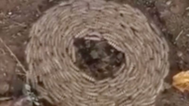 12 gün boyunca dönen koyunların ardından tırtıllar da dönmeye başladı