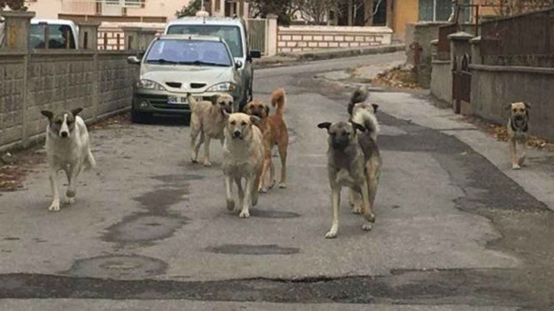 Sokak köpekleri yüzünden daha kaç çocuk hayatını kaybedecek