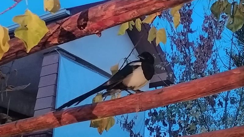 Ankara'da iyileştirip beslediği karga her gün evine uğruyor