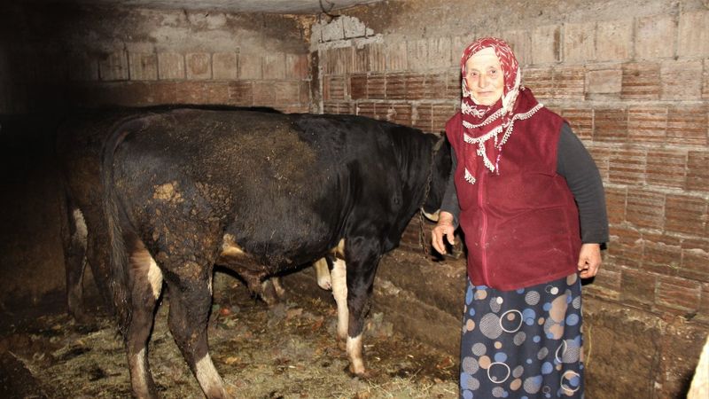 Kocaeli'de hayvanlarını otlatan kadına söylenen sözler hayrete düşürdü