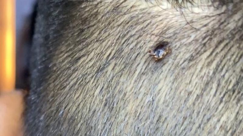 Adana'da berber müşterisinin kafasında kene buldu