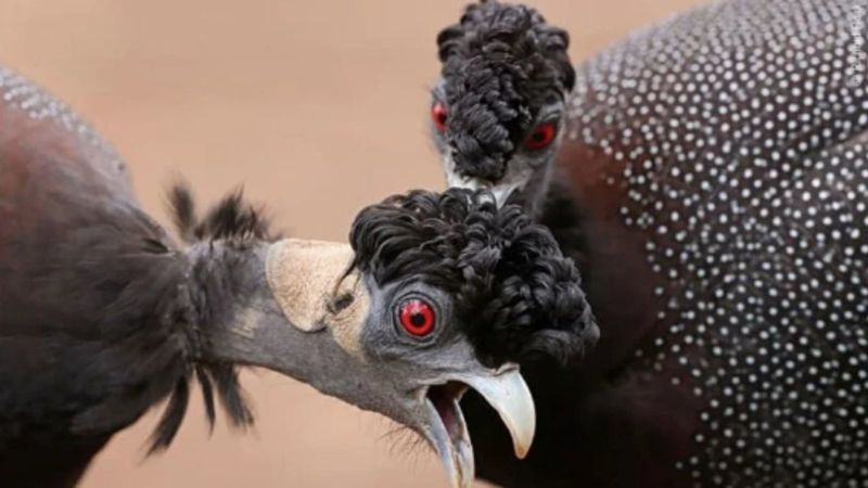 Yılın 25 vahşi yaşam finalisti belli oldu 