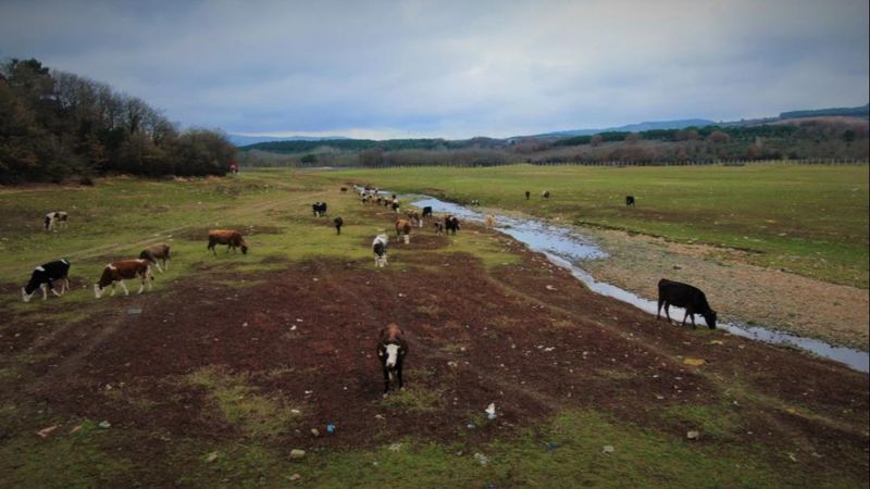 Ömerli Baraj'ında hayvanlar otlatılmaya başladı