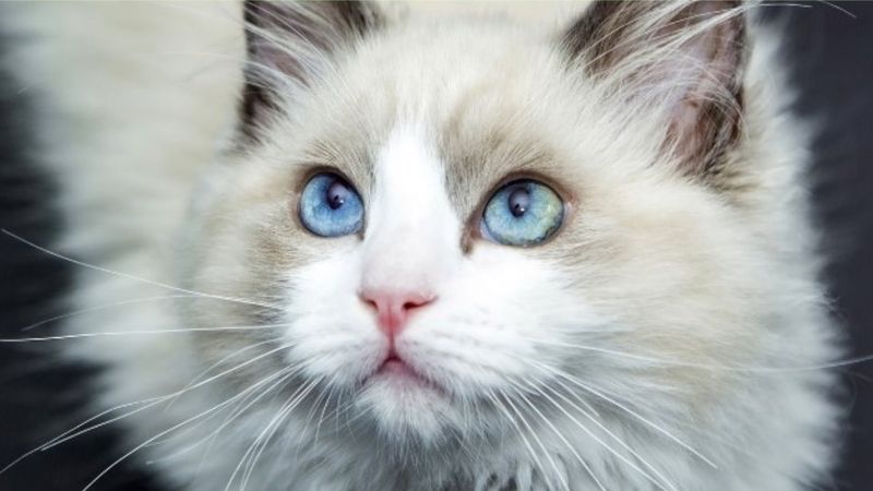 Sosyal medyadan hayvan sahibi olmak isteyenlerin mağduriyeti artıyor