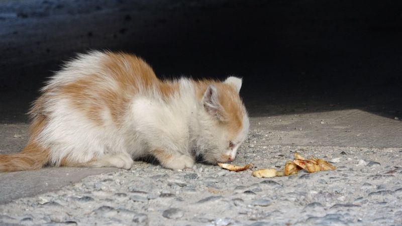 Tokat'ta ekiplerin yakalayamadığı kedi, döner kokusuyla çıkarıldı