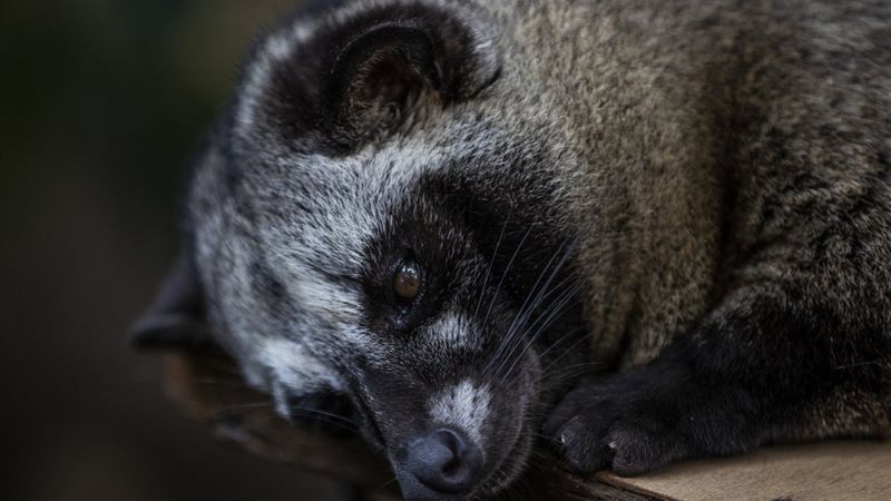 Misk kedisinin dışkısından en pahalı kahve üretiliyor
