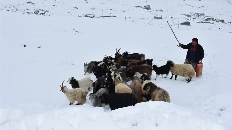 Hakkarili besicilerin zorlu kış mücadelesi