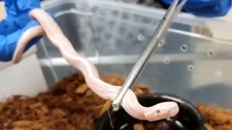 Şanlıurfa'da Mısır yılanı ele geçirildi