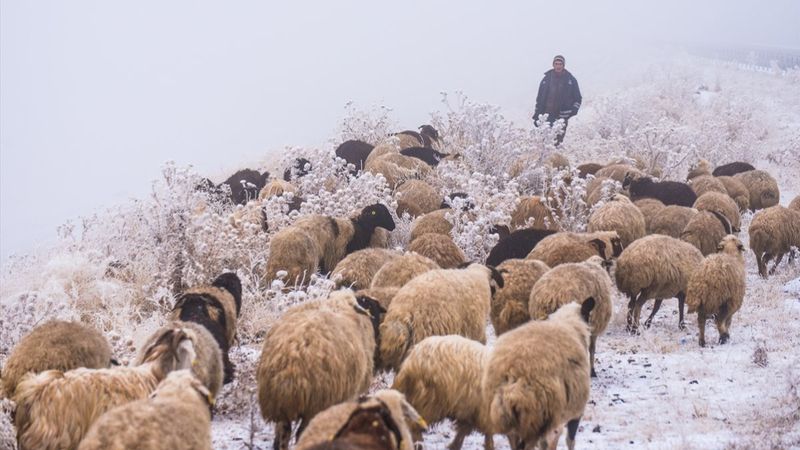 Kars'ta yayladan dönüş yolculuğu
