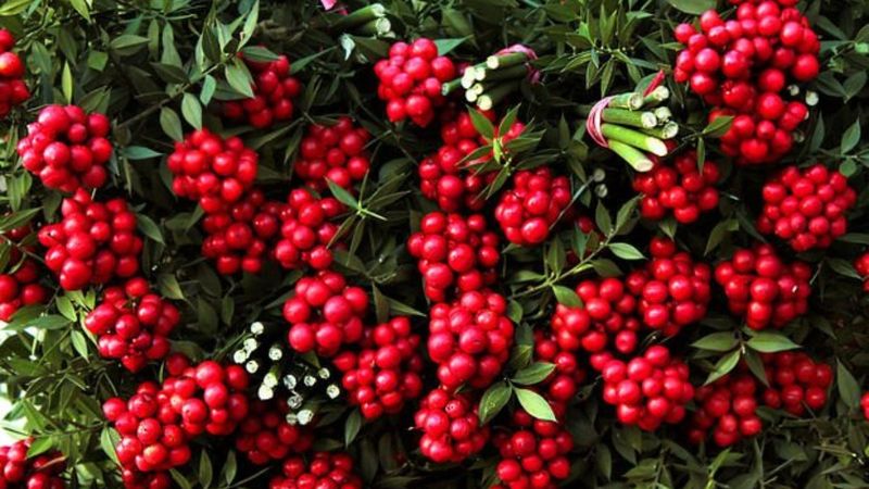 Şansınızı deneyin! Yılbaşı çiçeği kokina bakın neler getiriyor...