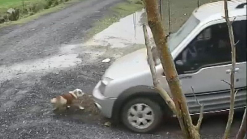 Arnavutköy'de köpeği ezen komşu, yoluna devam etti 