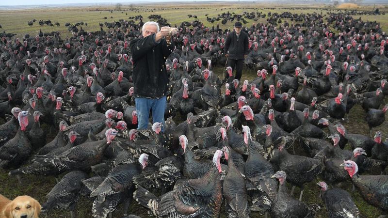 Yılbaşı hindisi satışları başladı: Kilosu 100 lira