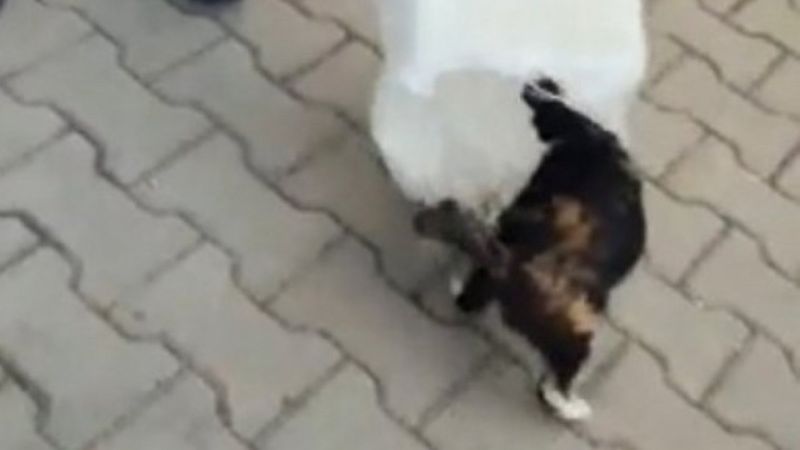 Bilecik'te bahçedeki kedileri çuvallara koyarak topladılar