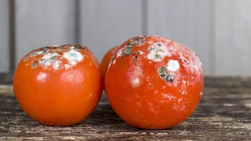 Çürük domatesleri sakın çöpe atmayın! Ne işe yaradığını öğrenince çok şaşıracaksınız...