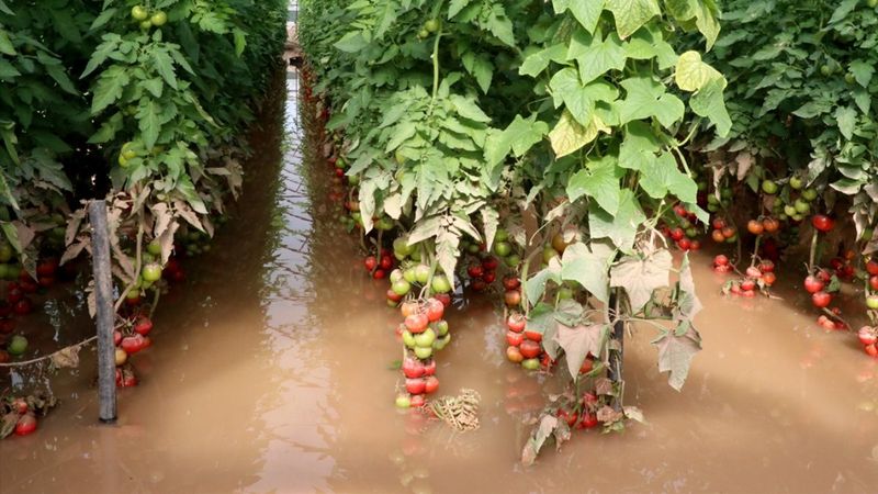 Kumluca'da sel domates seralarını vurdu 