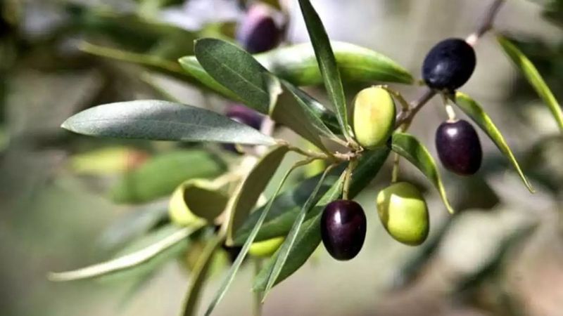 Zeytin yaprağına 41 İhlas suresi okumanın fazileti