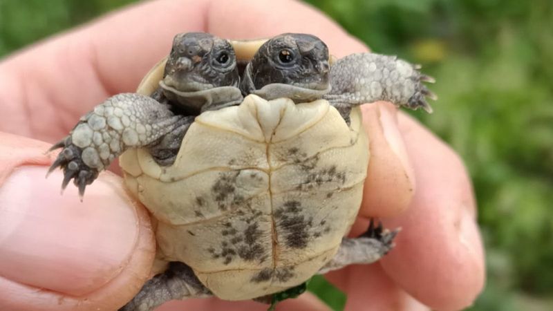 Antalya'da çift başlı kaplumbağa bulundu