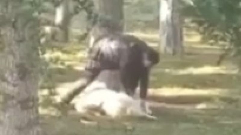 Kayseri'de parkta köpeğe işkence yapan şahıs gözaltına alındı