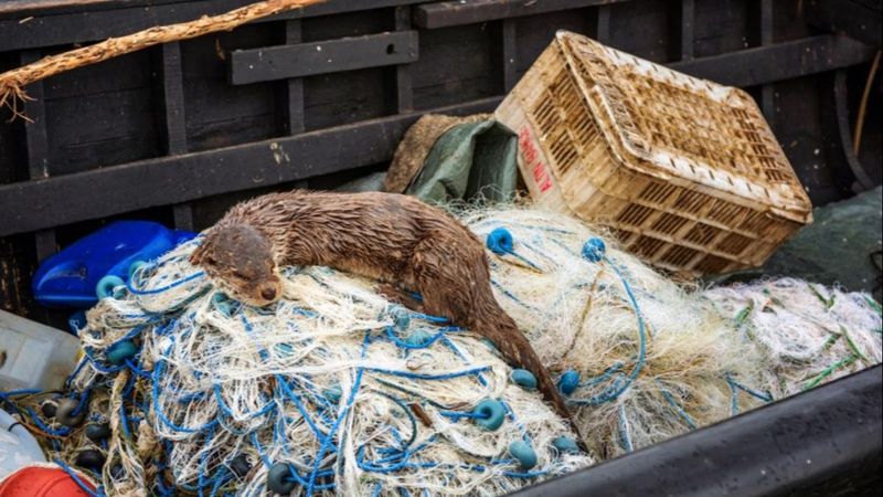 Balıkesir'de su samuru balıkçı teknesinde yem aradı