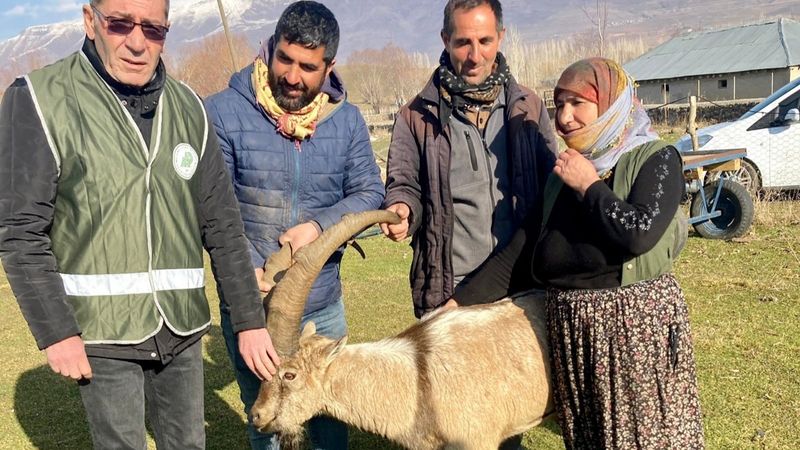 Van'da saldırıya uğrayan dağ keçisini sürü kurtardı 
